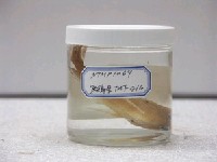 藏品(尾紋九刺鮨)的圖片